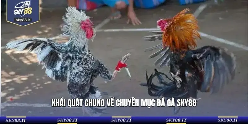 Khái quát chung về chuyên mục đá gà SKY88